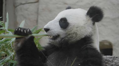 Panda, lezzetli bambu dallarını öğle yemeğinde yer..