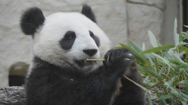 Panda, lezzetli bambu dallarını öğle yemeğinde yer..