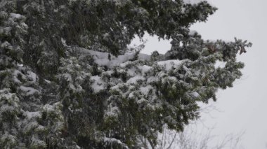 Kar yağışı sırasında kış ormanı, yavaş çekim.