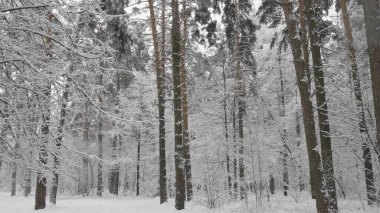 Kar yağışı sırasında kış ormanı, yavaş çekim.