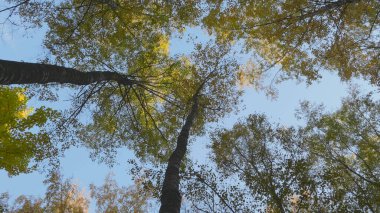 Ormana sonbahar yaprakları düşer, doğal manzara....