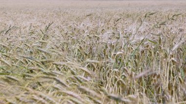 Yazın sonunda tamamen olgunlaşmış buğday tarlaları.