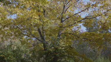 Ormana sonbahar yaprakları düşer, doğal manzara....