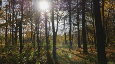 Ormana sonbahar yaprakları düşer, doğal manzara....
