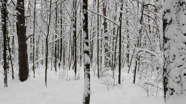 Kar yağışı sırasında kış ormanı, yavaş çekim.