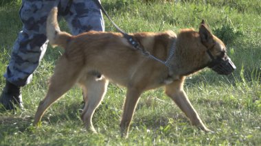 Çimlerin üzerinde hizmet köpeği olan adamlar.