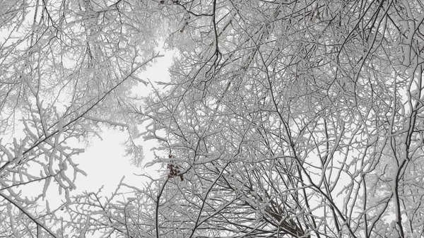 Winterwald Bei Schneefall Zeitlupe — Stockfoto