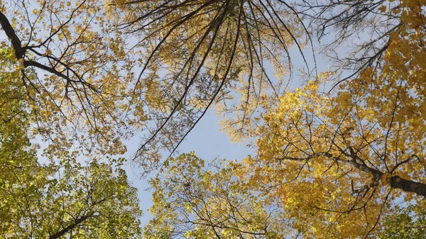 Höstlöv Faller Skogen Naturlandskap — Stockfoto