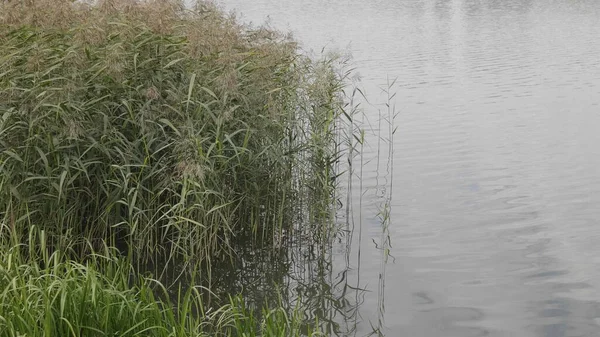 湖の上の湿地帯 — ストック写真
