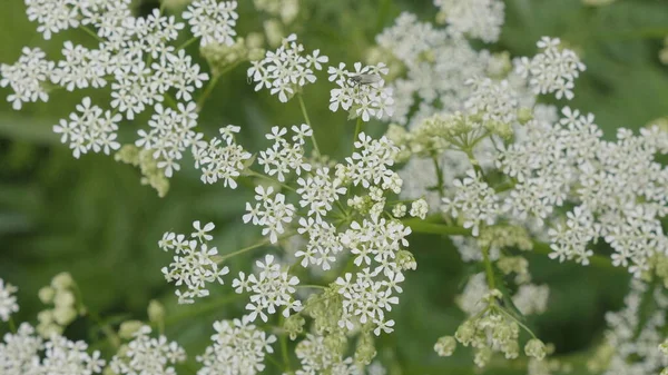 Detailní Záběr Bílých Lupenek Kvetoucích Jarním Slunci — Stock fotografie