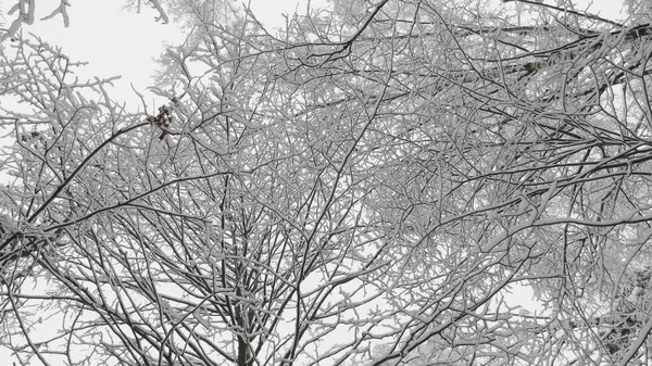 Bosco Invernale Durante Una Nevicata Rallentatore — Foto Stock