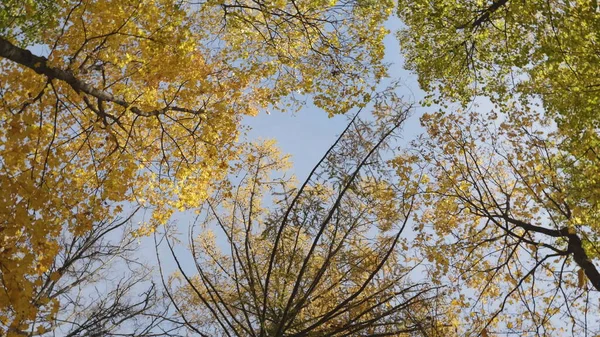 Őszi Levelek Hullanak Erdőben Természetes Táj — Stock Fotó