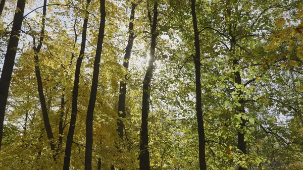 Ormana Sonbahar Yaprakları Düşer Doğal Manzara — Stok fotoğraf