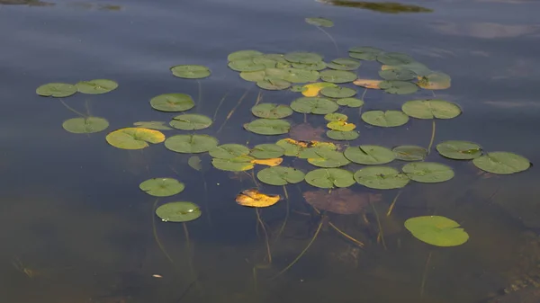 Белый Цветок Лилии Воде Зелеными Листьями Озере — стоковое фото