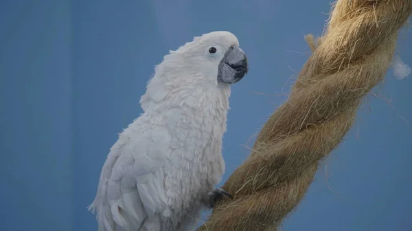 Big White Parrot Cockatoo Lat Cacatuidae Crawling Rope — Stock Photo, Image