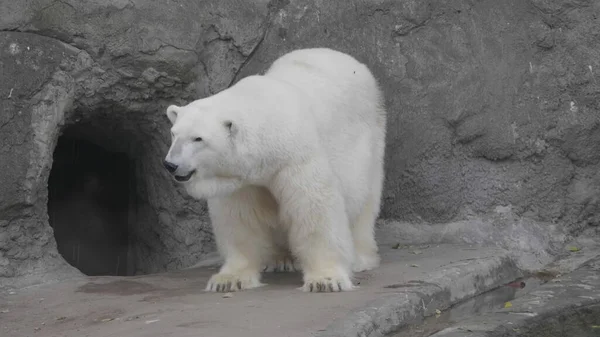 Polar Bear Ursus Maritimus Sunny Day — Stock Photo, Image