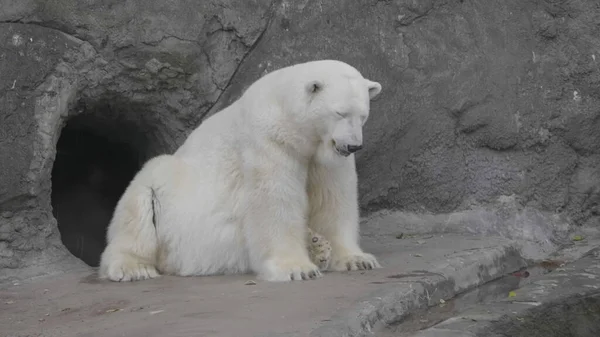 Urso Polar Ursus Maritimus Dia Ensolarado — Fotografia de Stock