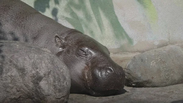 Карликовый Бегемот Московском Зоопарке Choeropsis Liberiensis — стоковое фото