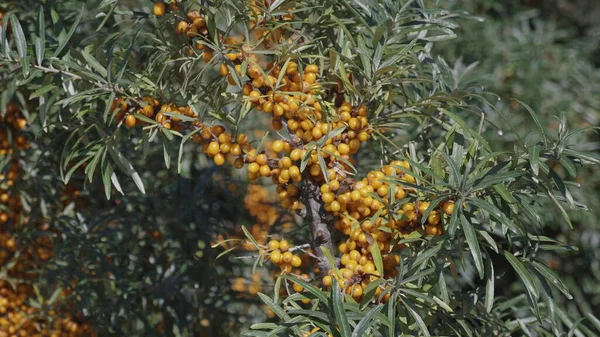 Amarillo Espino Cerval Mar Árbol Ramas Otoño — Foto de Stock