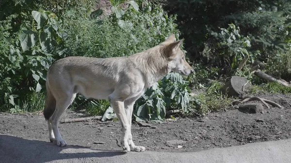 Lobo Corriendo Por Bosque Otoño — Foto de Stock