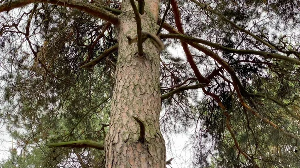 Esquilo Come Partir Mão Outono Floresta — Fotografia de Stock