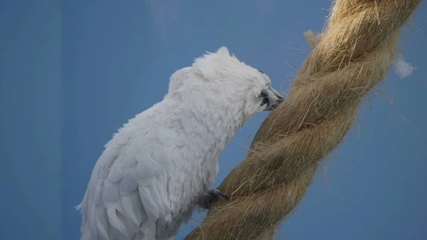 Großer Weißer Papagei Kakadu Lat Cacatuidae Kriechen Auf Einem Seil — Stockfoto