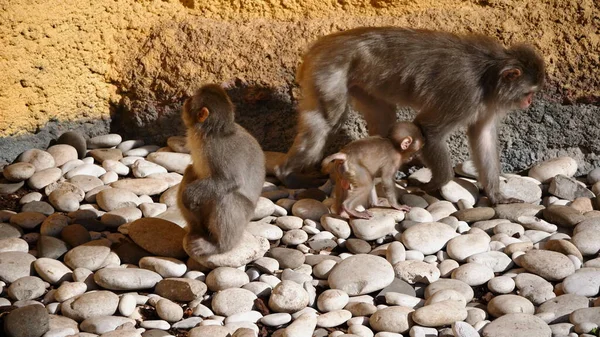 Ritratto Macaco Giapponese Scimmia Delle Nevi — Foto Stock