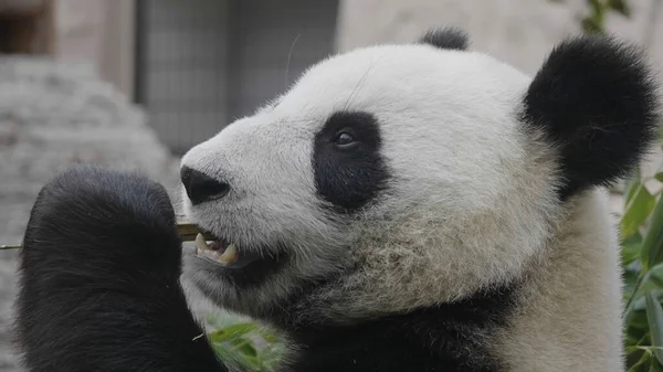 Panda Szaftos Bambuszágakat Eszik Ebédre — Stock Fotó