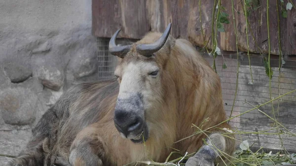 Hosszú Fekete Gyapjú Nagy Szarv Régi Tibeti Jak Megy Végig — Stock Fotó