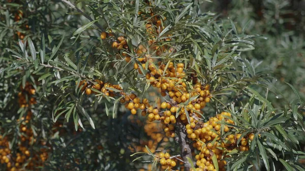 Mare Olivello Spinoso Giallo Sul Ramo Albero Autunno — Foto Stock