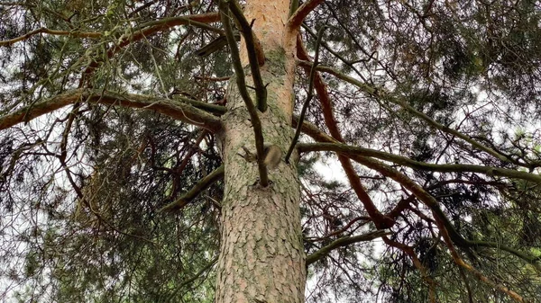 Scoiattolo Mangia Dalla Mano Autunno Nella Foresta — Foto Stock