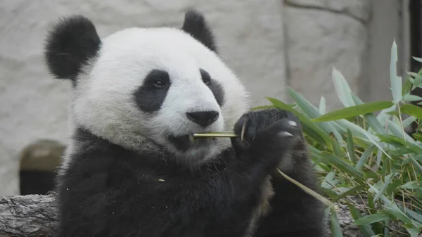 Panda Jíst Šťavnaté Bambusové Větve Obědu — Stock fotografie