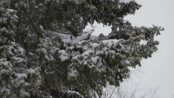 Winterwald Bei Schneefall Zeitlupe — Stockfoto