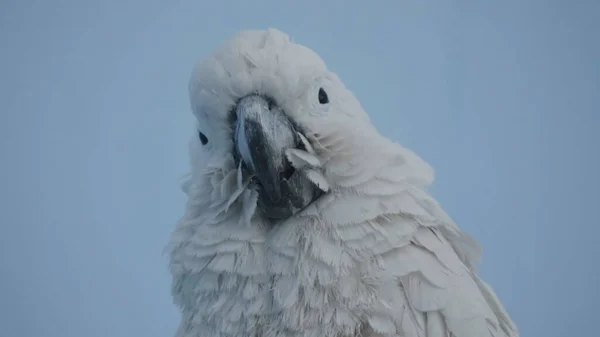 Большой Белый Попугай Какаду Лат Какатуиды Ползают Веревке — стоковое фото