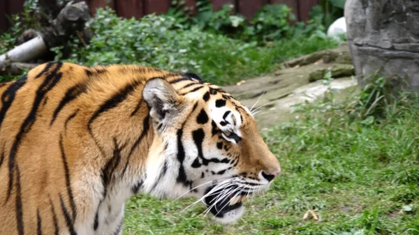 Tigre Amur Elegante Andar Taiga — Foto de Stock