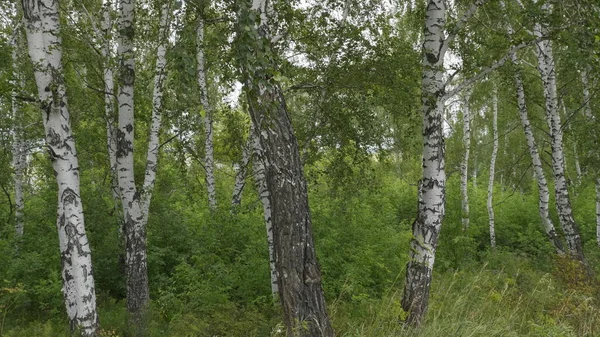 Kronan Träd Med Ljus Dag Sol Och Strålar — Stockfoto