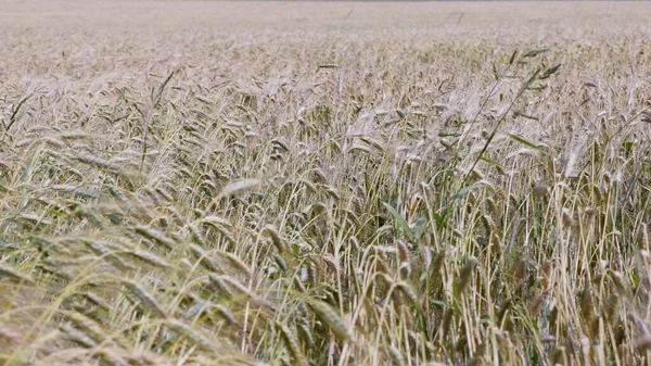 Campos Trigo Final Verão Totalmente Maduros — Fotografia de Stock