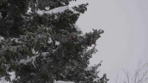 Floresta Inverno Durante Uma Queda Neve Câmera Lenta — Fotografia de Stock