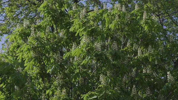 Bloeiende Boom Kastanje Bloemen Een Boom Tak — Stockfoto