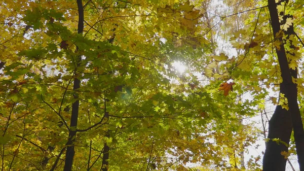 Foglie Autunno Cadono Nella Foresta Paesaggio Naturale — Foto Stock