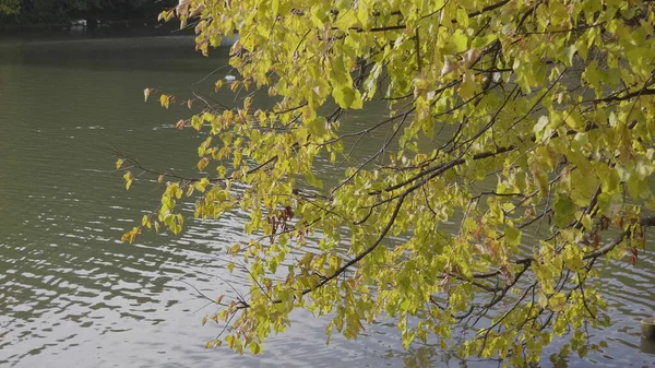 Les Feuilles Automne Tombent Dans Forêt Paysage Naturel — Photo