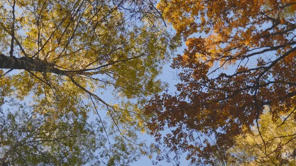 Les Feuilles Automne Tombent Dans Forêt Paysage Naturel — Photo