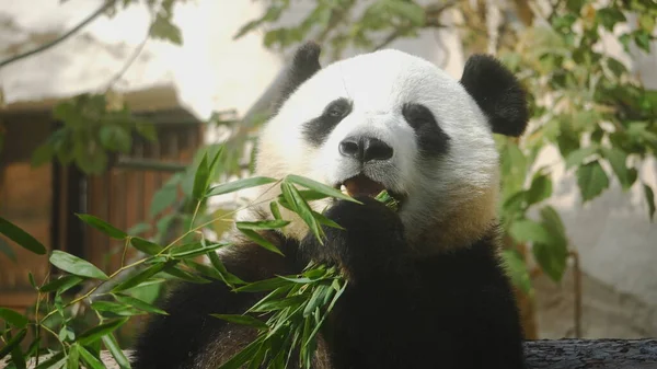 Panda Jíst Šťavnaté Bambusové Větve Obědu — Stock fotografie