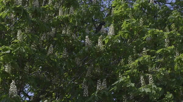 Kwiat Kasztanowca Gałęzi Drzewa — Zdjęcie stockowe
