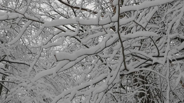 Floresta Inverno Durante Uma Queda Neve Câmera Lenta — Fotografia de Stock