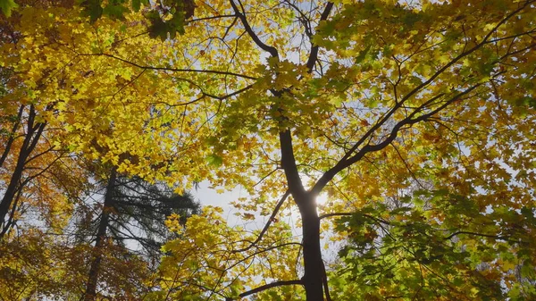 Осенние Листья Падают Лесу Природный Ландшафт — стоковое фото