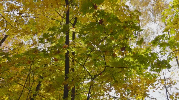 Les Feuilles Automne Tombent Dans Forêt Paysage Naturel — Photo