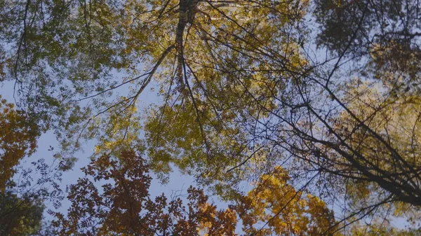 Jesienne Liście Opadają Lesie Naturalny Krajobraz — Zdjęcie stockowe