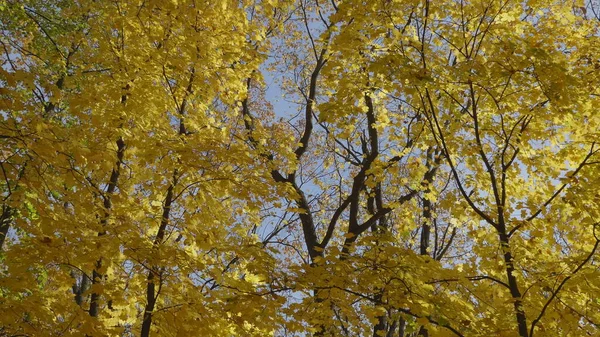 Foglie Autunno Cadono Nella Foresta Paesaggio Naturale — Foto Stock