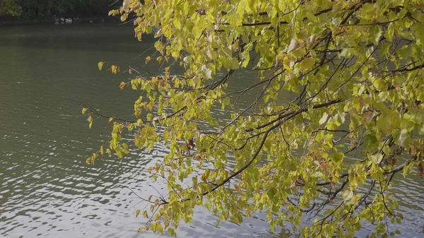 Őszi Levelek Hullanak Erdőben Természetes Táj — Stock Fotó